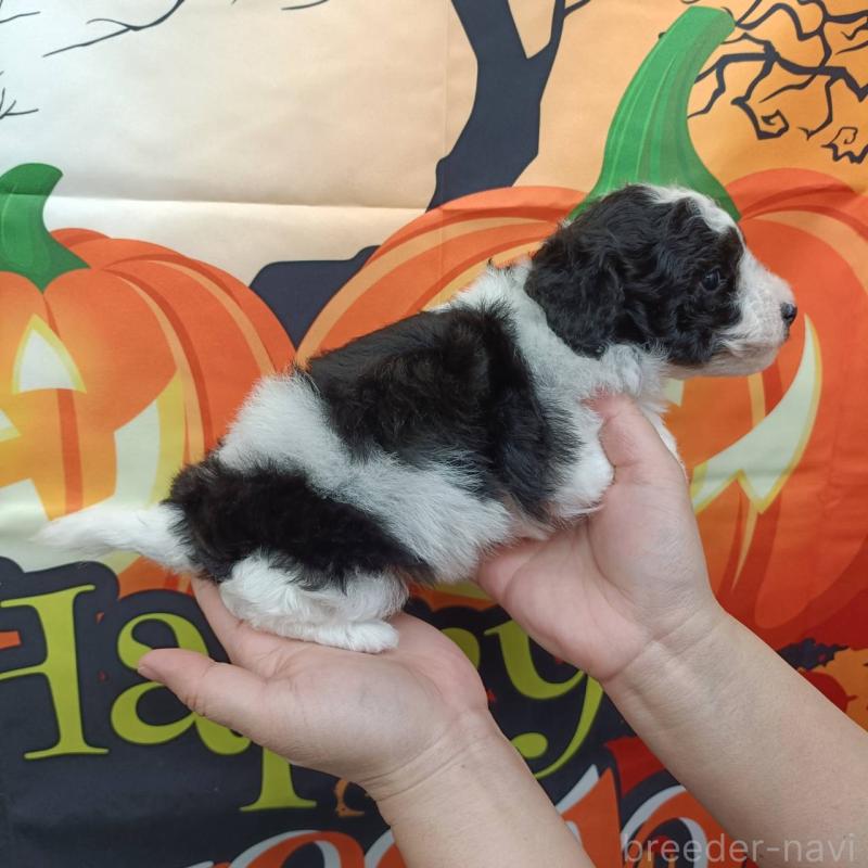 成約済の愛知県のトイプードル-417936の4枚目