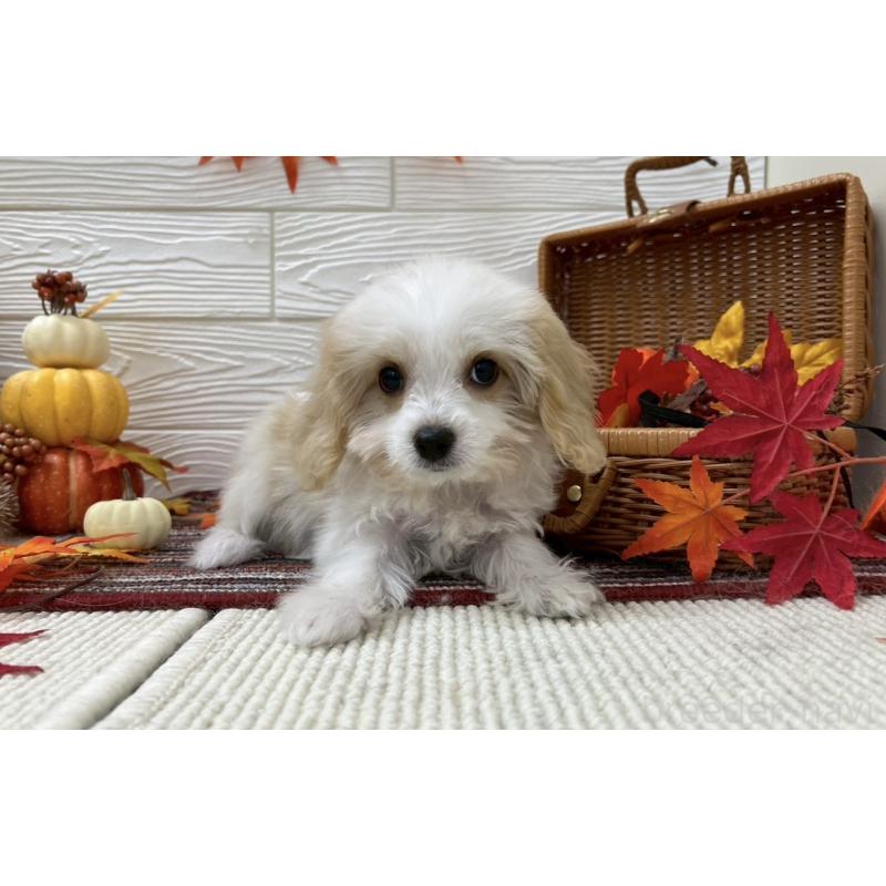 販売中の北海道のミックス犬-421540の6枚目