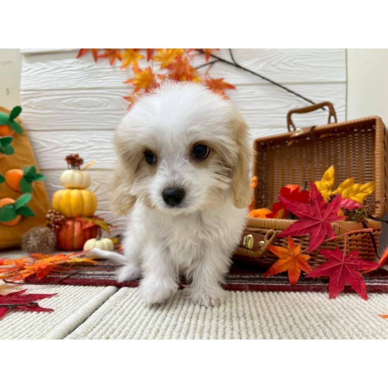 販売中の北海道のミックス犬-421540の5枚目