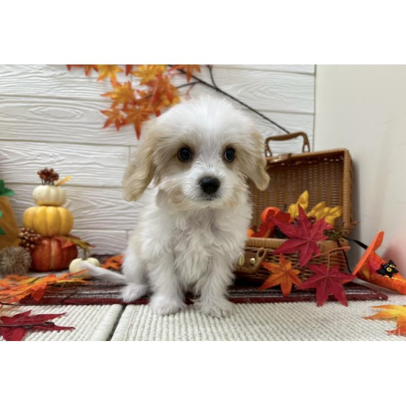 販売中の北海道のミックス犬-421540の4枚目