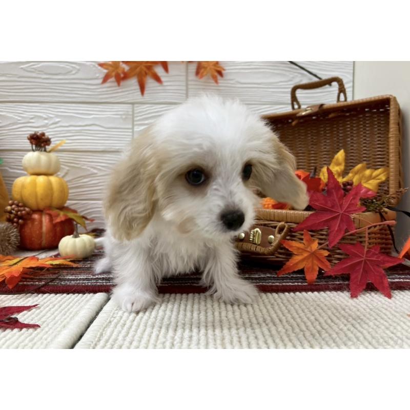 販売中の北海道のミックス犬-421540の3枚目