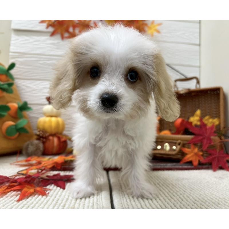 販売中の北海道のミックス犬-421540の2枚目