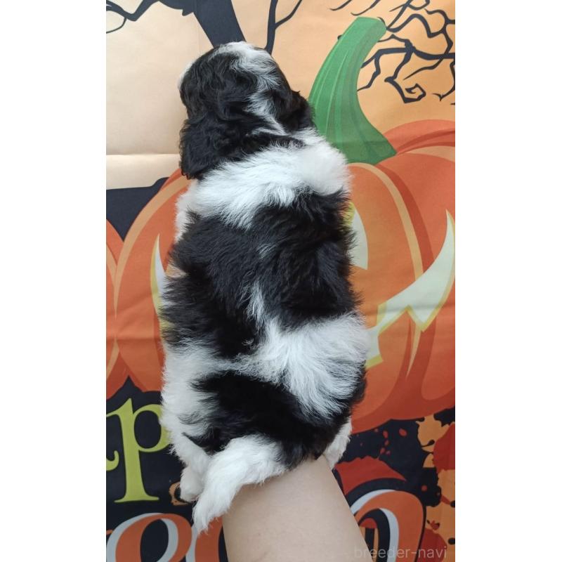 成約済の愛知県のトイプードル-417923の4枚目