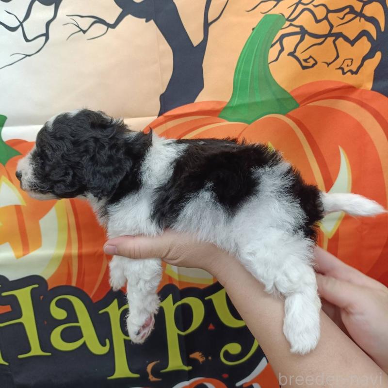 成約済の愛知県のトイプードル-417923の3枚目