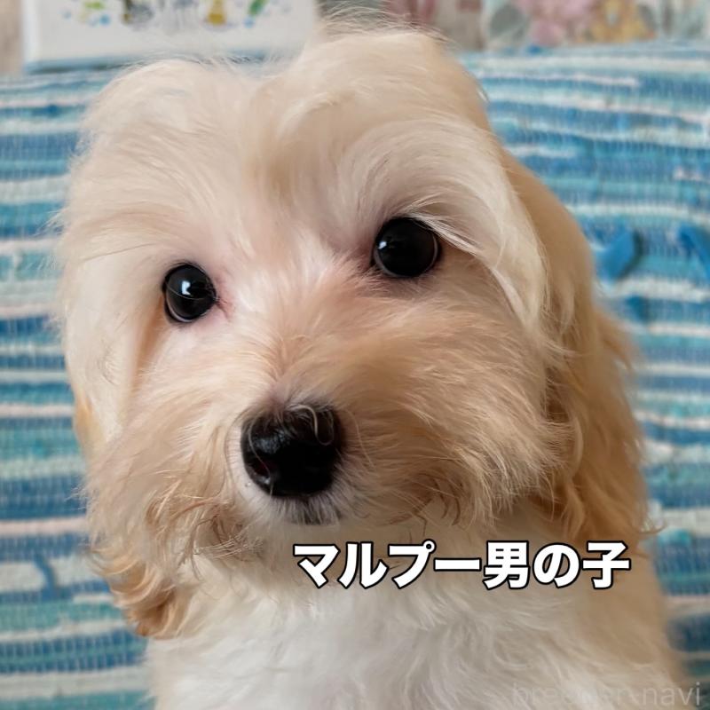 販売中の宮崎県のマルプー:マルチーズ×トイプードル-407210