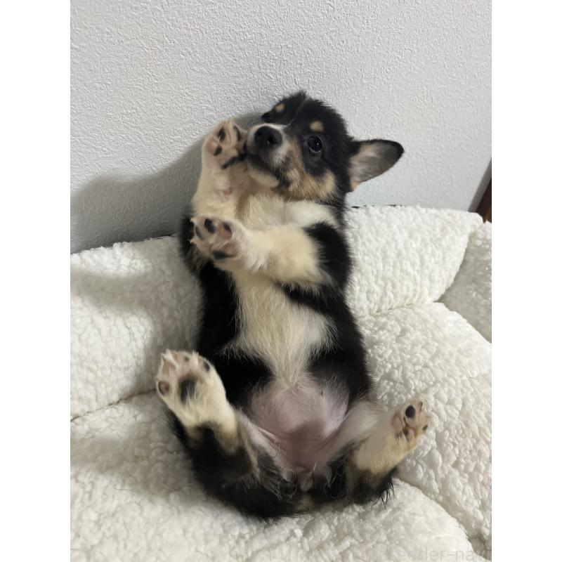 販売中の和歌山県のウェルシュコーギーペンブローク-418659の14枚目