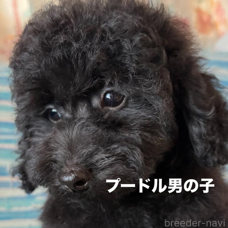 販売中の宮崎県のタイニープードル-411108