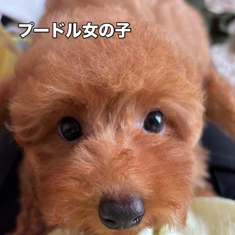 販売中の宮崎県のタイニープードル-411102