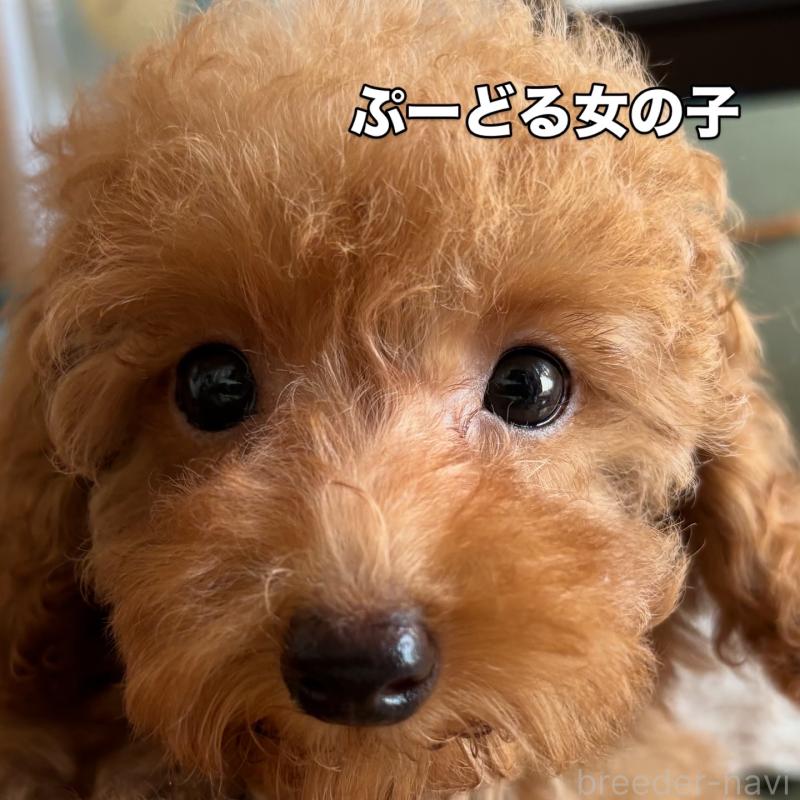 販売中の宮崎県のタイニープードル-411104