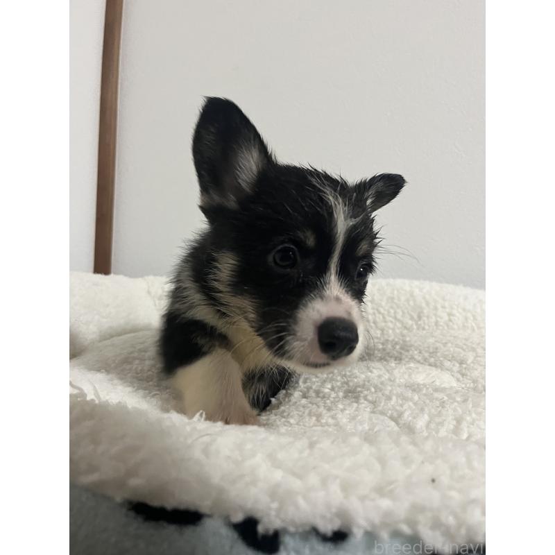 販売中の和歌山県のウェルシュコーギーペンブローク-418663の16枚目