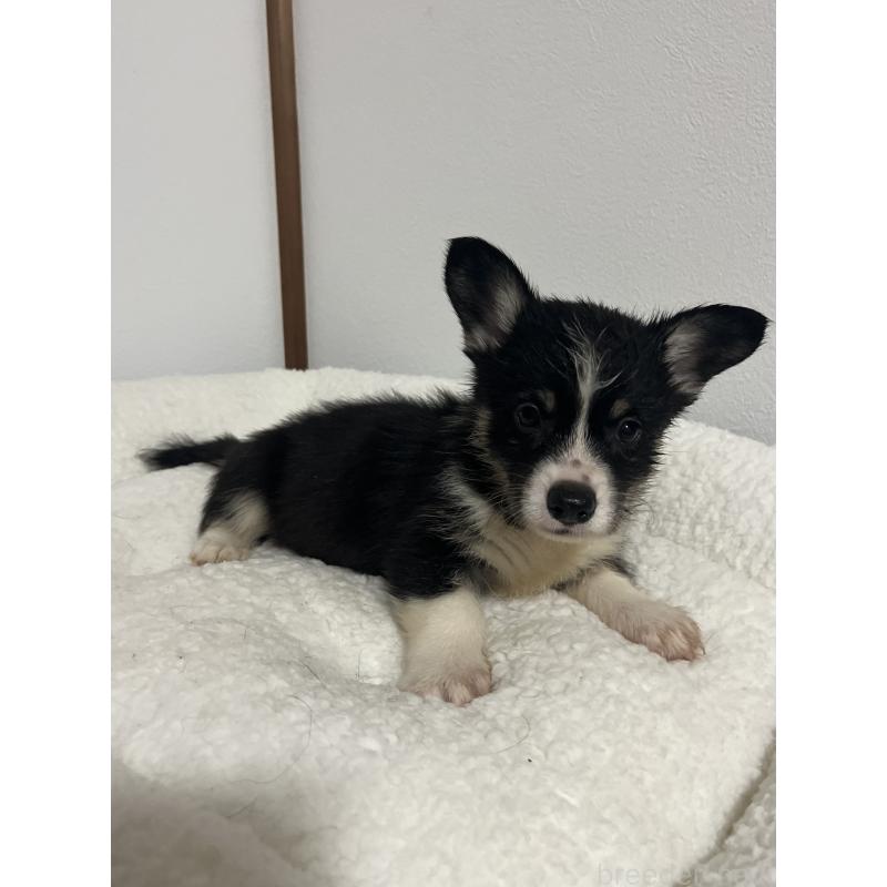 販売中の和歌山県のウェルシュコーギーペンブローク-418663の15枚目