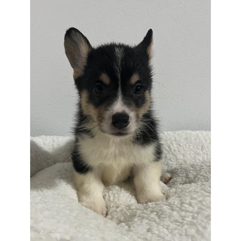 販売中の和歌山県のウェルシュコーギーペンブローク-418666の20枚目