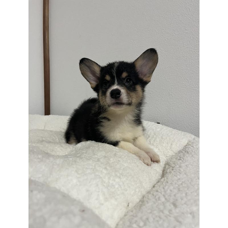 販売中の和歌山県のウェルシュコーギーペンブローク-418666の19枚目