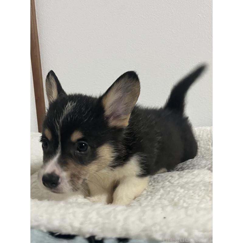 販売中の和歌山県のウェルシュコーギーペンブローク-418666の18枚目