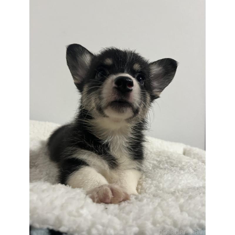 販売中の和歌山県のウェルシュコーギーペンブローク-418668の18枚目