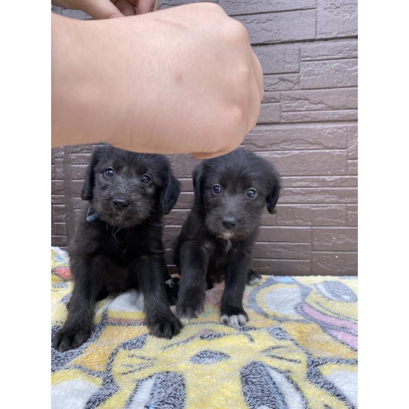 成約済の滋賀県のラブラドゥードル:ラブラドールレトリーバー×プードル-420060の7枚目