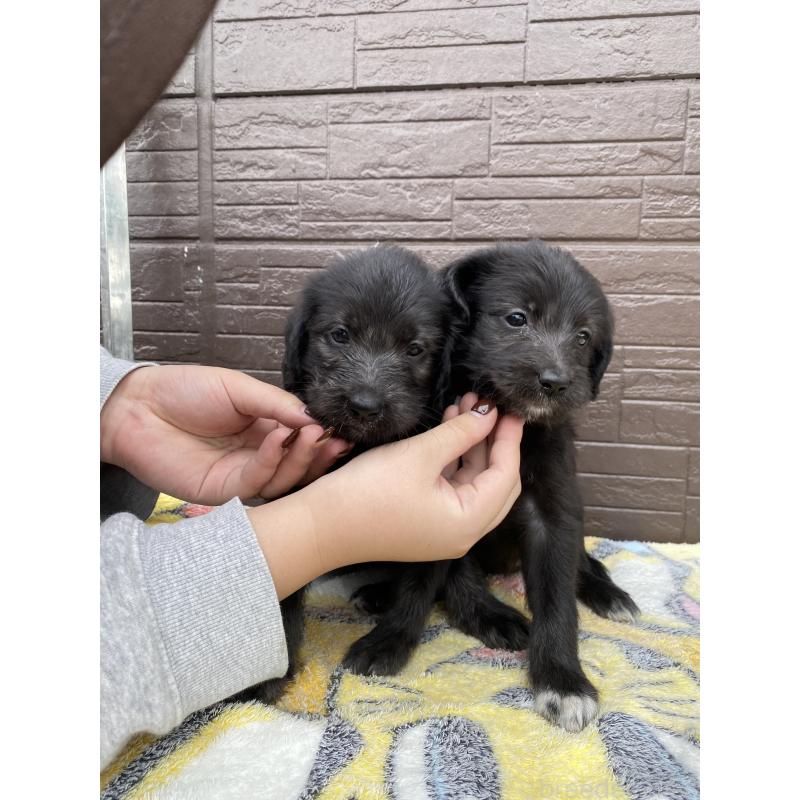 成約済の滋賀県のラブラドゥードル:ラブラドールレトリーバー×プードル-420060の6枚目