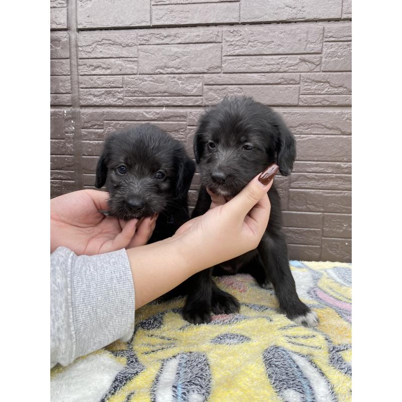 成約済の滋賀県のラブラドゥードル:ラブラドールレトリーバー×プードル-420060の5枚目