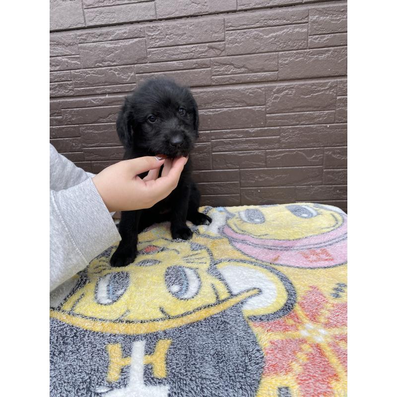 成約済の滋賀県のラブラドゥードル:ラブラドールレトリーバー×プードル-420060の4枚目