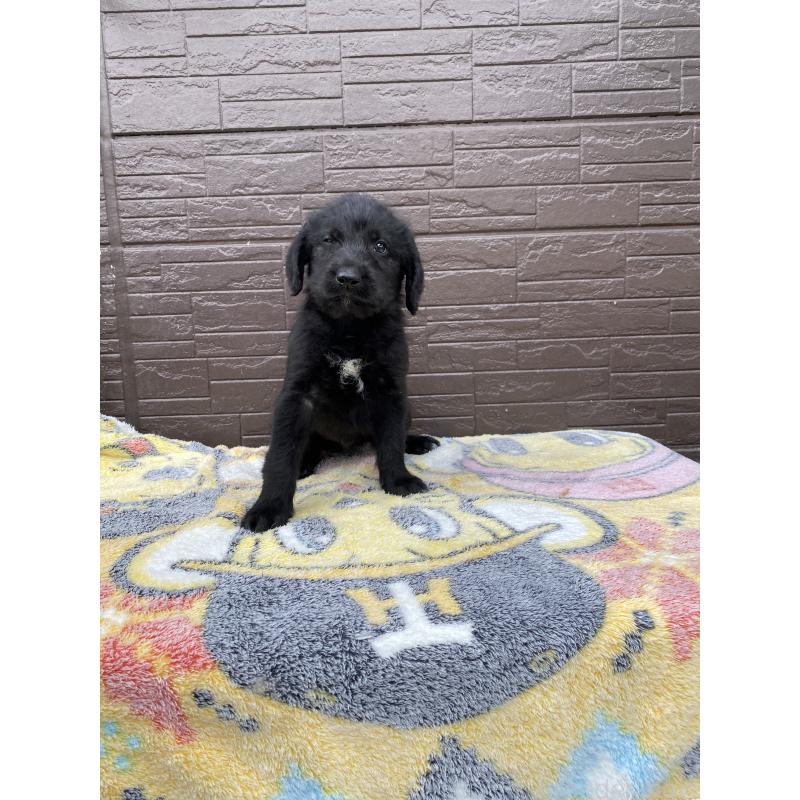 成約済の滋賀県のラブラドゥードル:ラブラドールレトリーバー×プードル-420060の3枚目