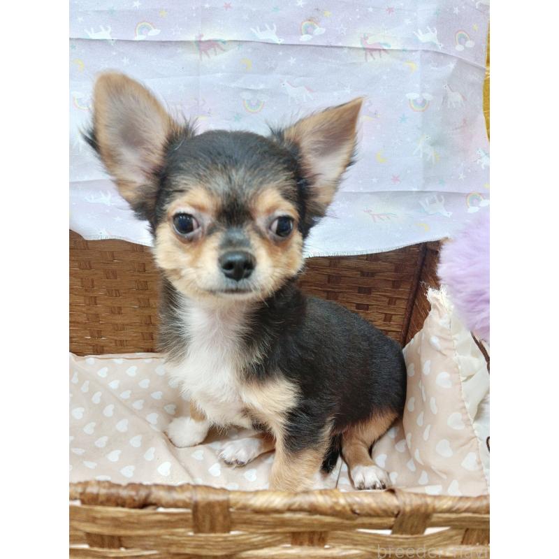 販売中の千葉県のチワワ(ロングコート)-419095の9枚目