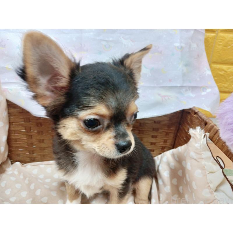 販売中の千葉県のチワワ(ロングコート)-419095の8枚目