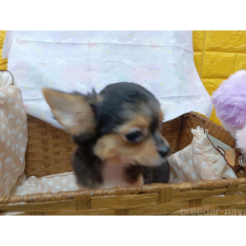 販売中の千葉県のチワワ(ロングコート)-419095の7枚目