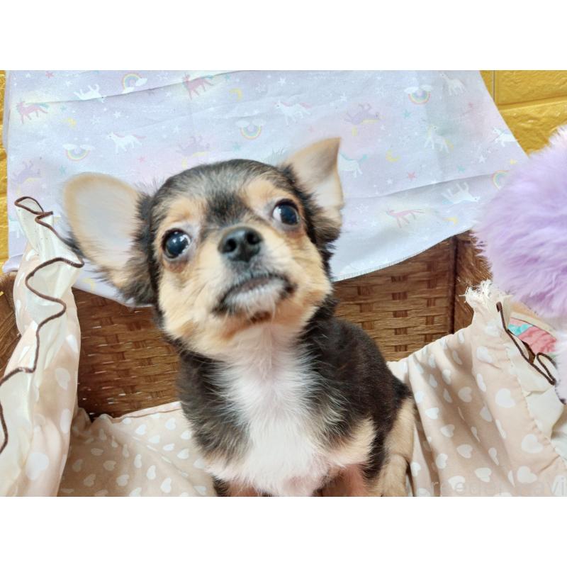 販売中の千葉県のチワワ(ロングコート)-419095の6枚目