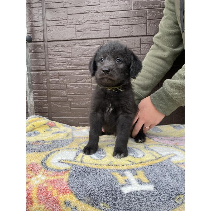 販売中の滋賀県のラブラドゥードル:ラブラドールレトリーバー×プードル-420062