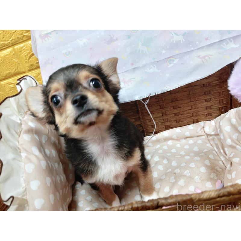 販売中の千葉県のチワワ(ロングコート)-419095の5枚目