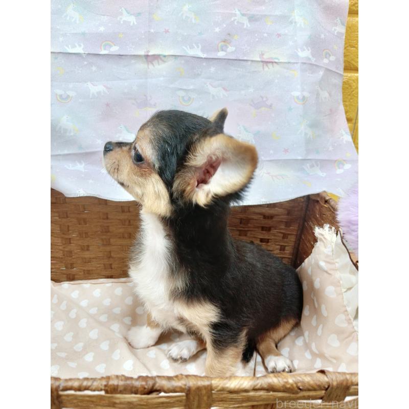 販売中の千葉県のチワワ(ロングコート)-419095の4枚目