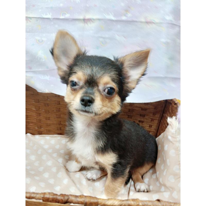 販売中の千葉県のチワワ(ロングコート)-419095の3枚目