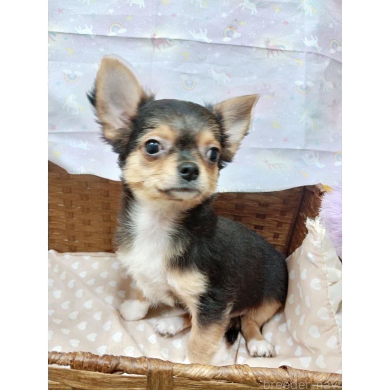 販売中の千葉県のチワワ(ロングコート)-419095の2枚目