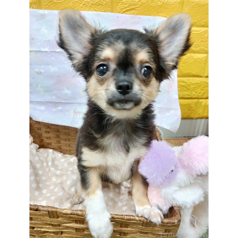 販売中の千葉県のチワワ(ロングコート)-404128の8枚目