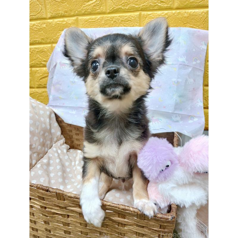 販売中の千葉県のチワワ(ロングコート)-404128の7枚目