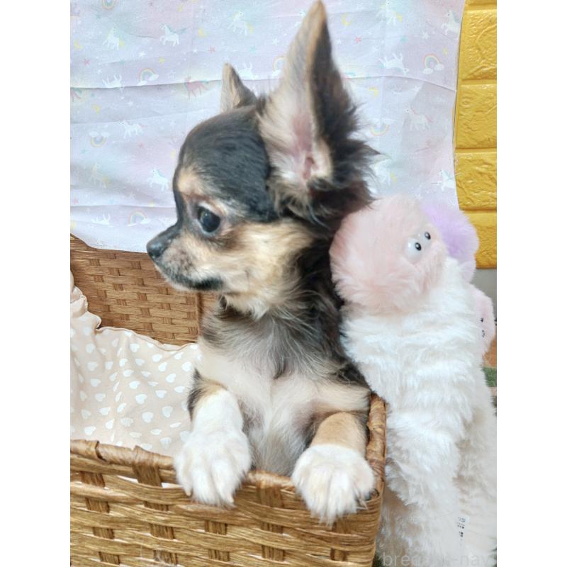 販売中の千葉県のチワワ(ロングコート)-404128の6枚目