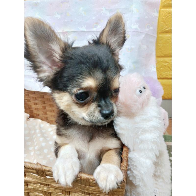 販売中の千葉県のチワワ(ロングコート)-404128の5枚目