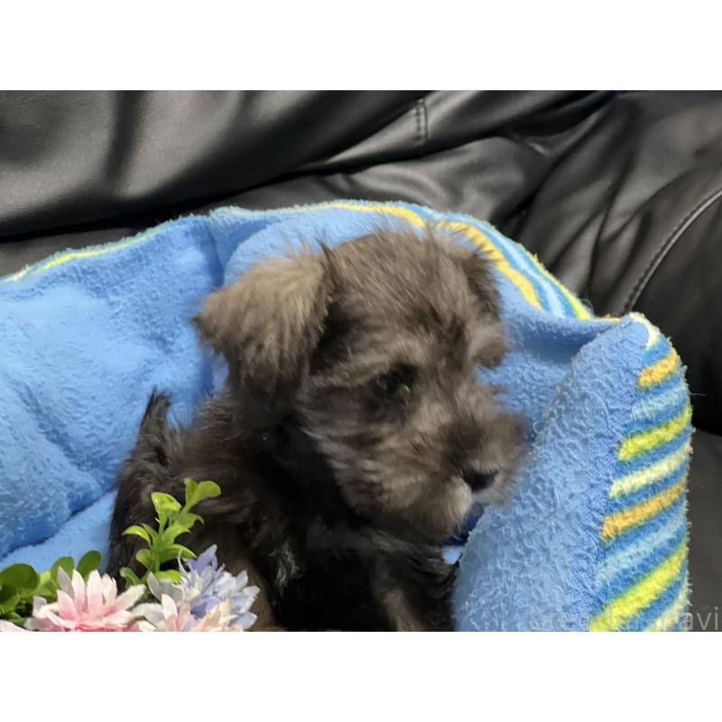 販売中の栃木県のミニチュアシュナウザー-421379の3枚目