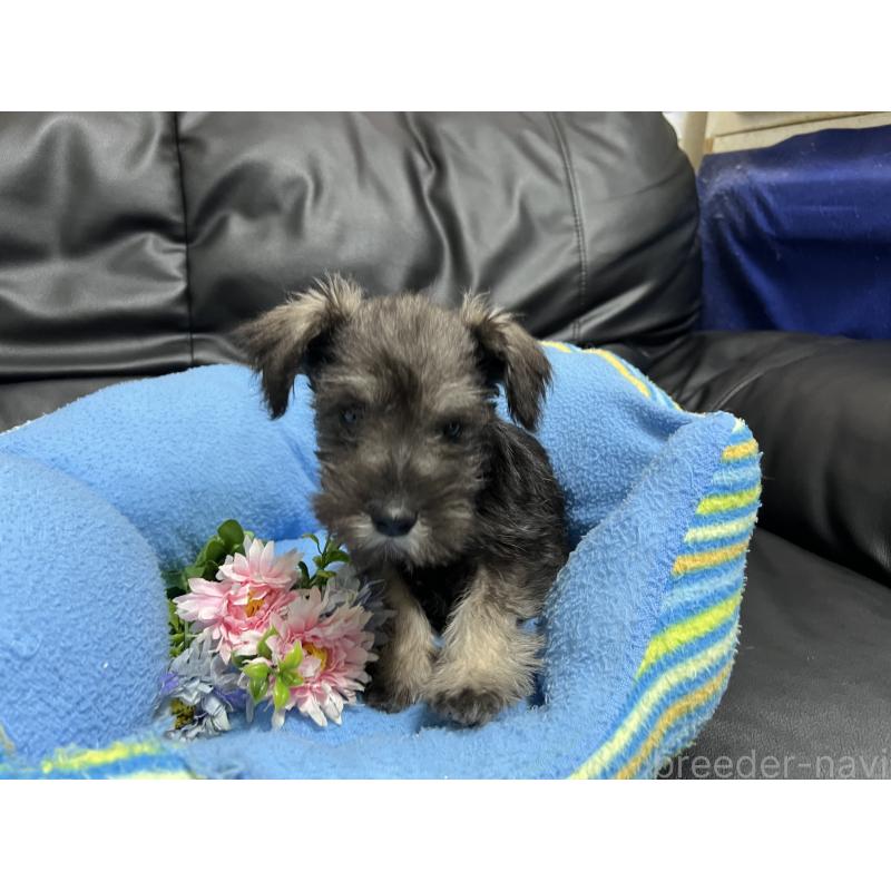販売中の栃木県のミニチュアシュナウザー-421379の2枚目