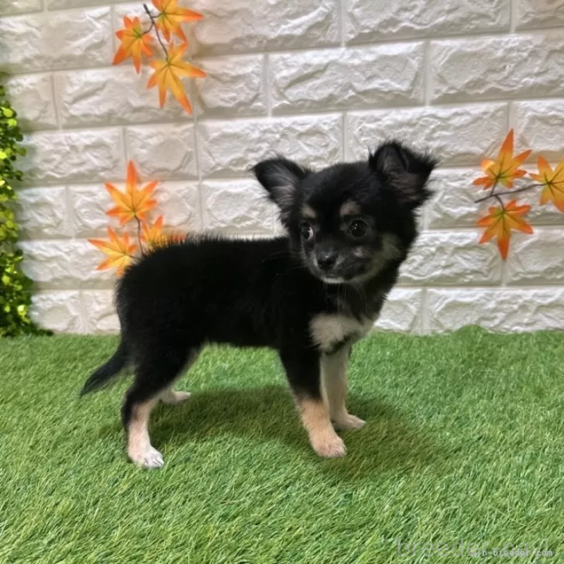 販売中の愛知県のチワワ(ロングコート)-410335の5枚目