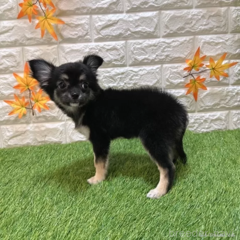 販売中の愛知県のチワワ(ロングコート)-410335の4枚目