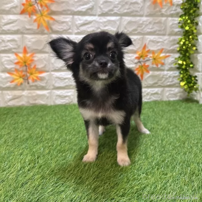 販売中の愛知県のチワワ(ロングコート)-410335の3枚目