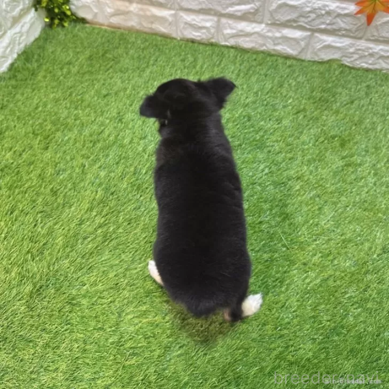 販売中の愛知県のチワワ(ロングコート)-410335の2枚目