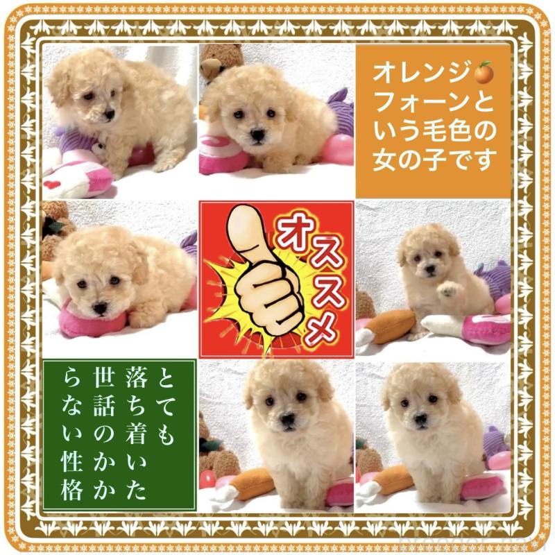 販売中の大阪府のタイニープードル-421555の2枚目