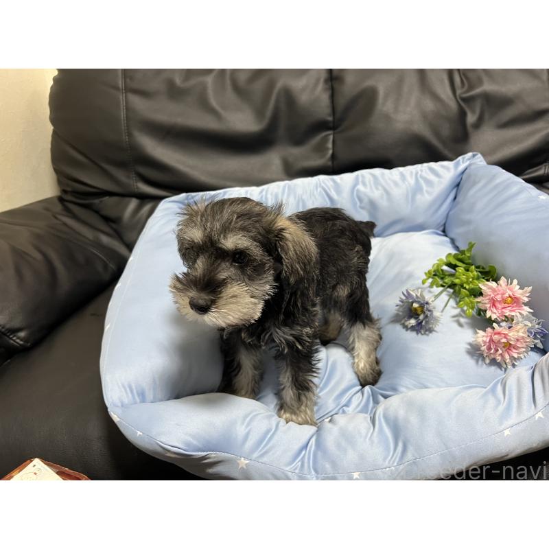 販売中の栃木県のミニチュアシュナウザー-421556の4枚目