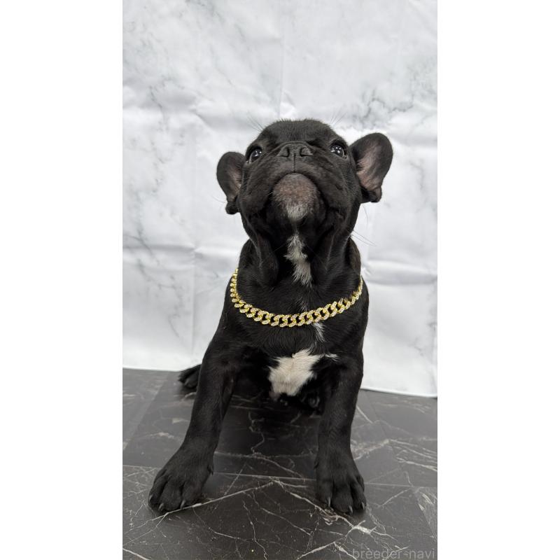 成約済の香川県のフレンチブルドッグ-407229の3枚目