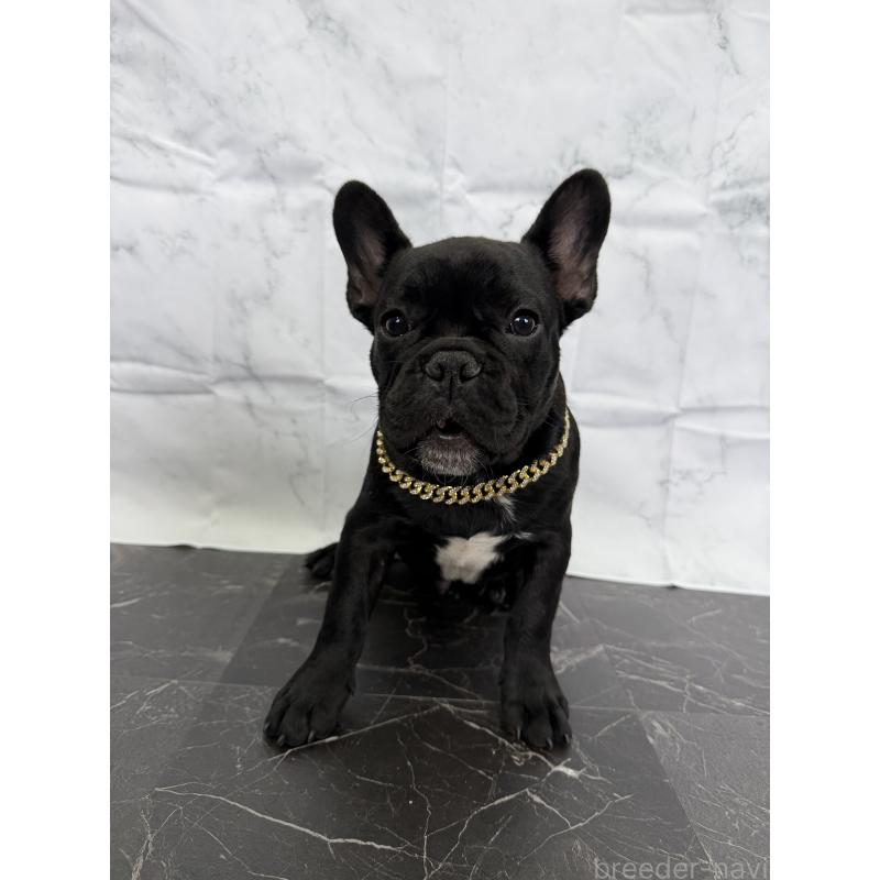 成約済の香川県のフレンチブルドッグ-407229の2枚目