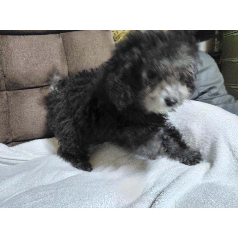 商談中の佐賀県のトイプードル-403920の2枚目