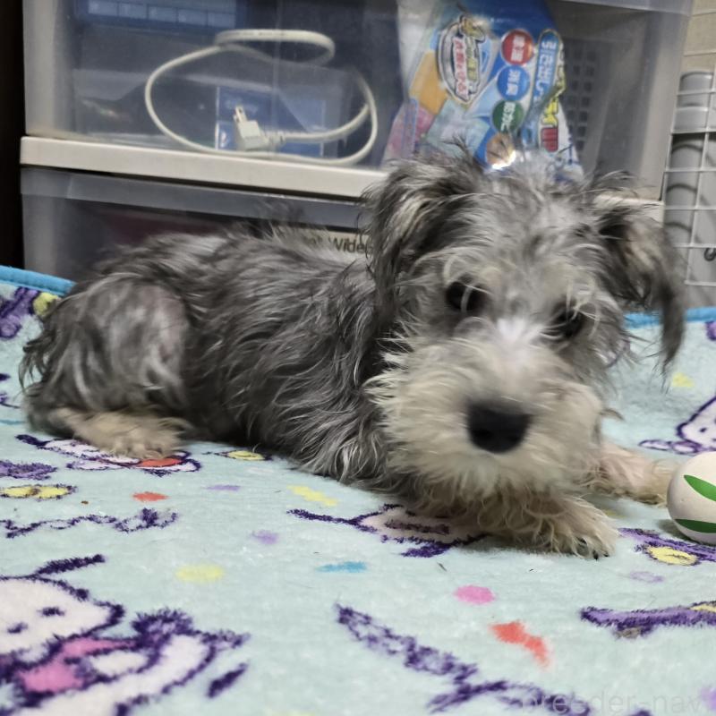 成約済の岡山県のミニチュアシュナウザー-394057の1枚目