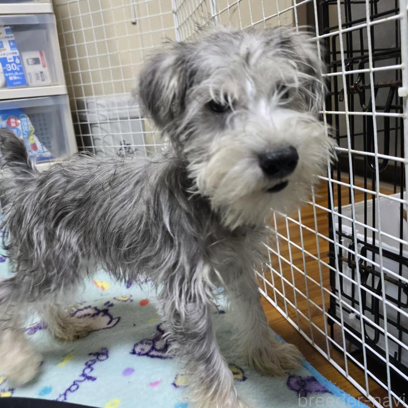 成約済の岡山県のミニチュアシュナウザー-394057の2枚目